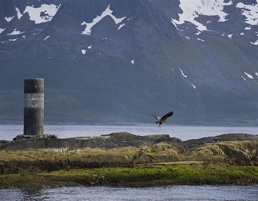 Eagle by CH - VisitNorway